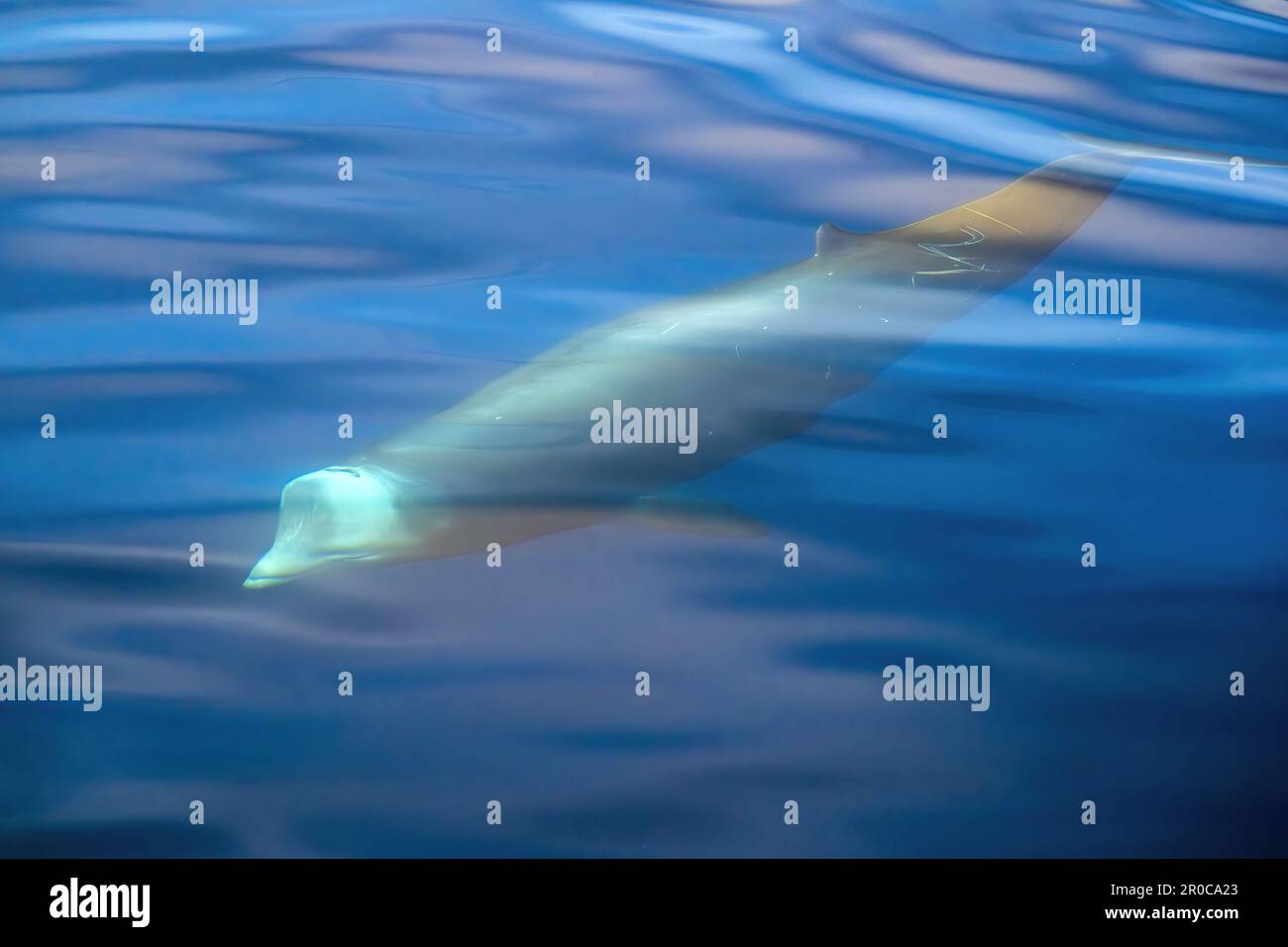 underwater Cuvier Beaked whale dolphin Ziphius cavirostris Stock Photo