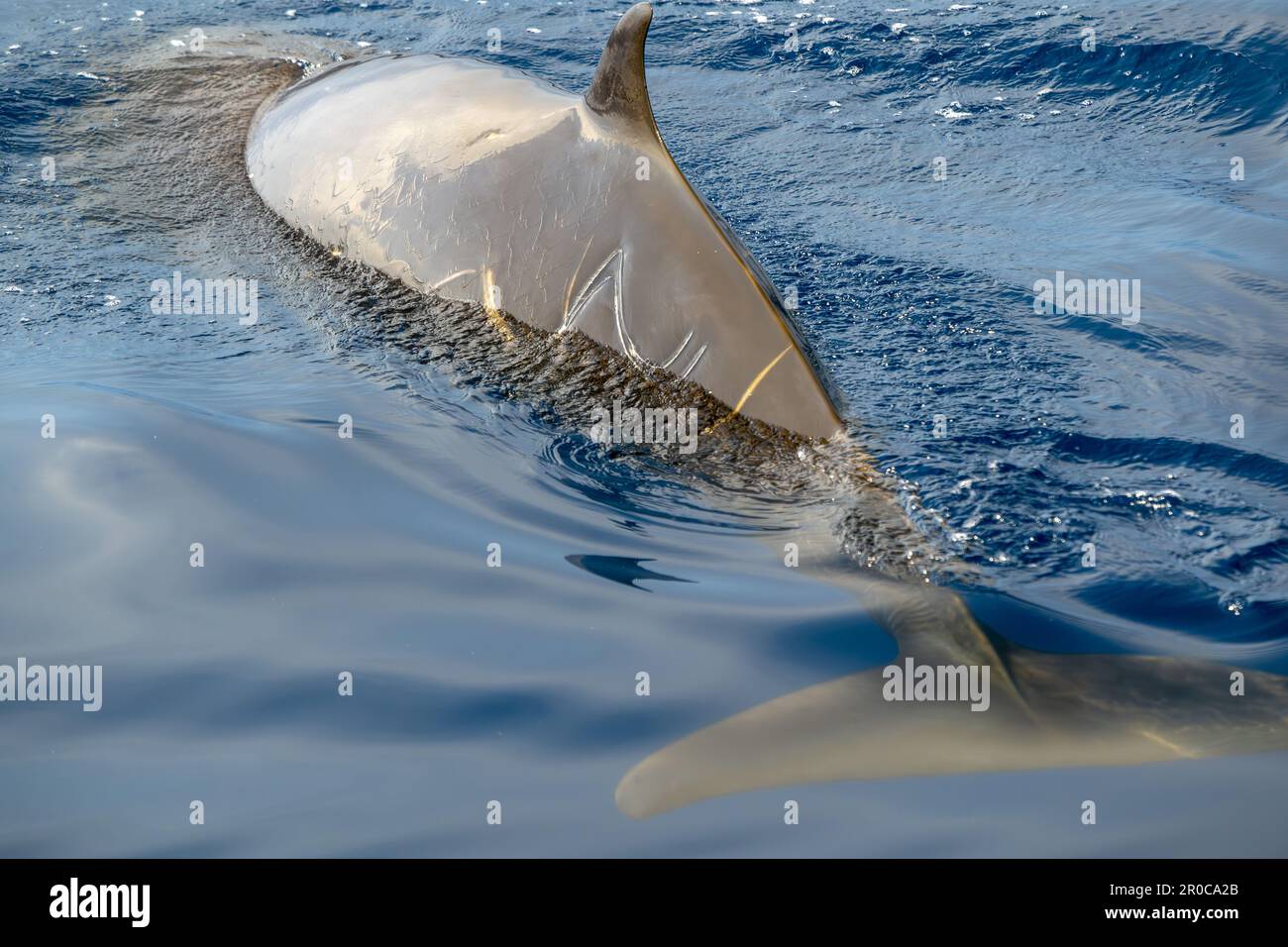 A Cuvier Beaked whale dolphin Ziphius cavirostris with sign of male teeth fighting on the back Stock Photo