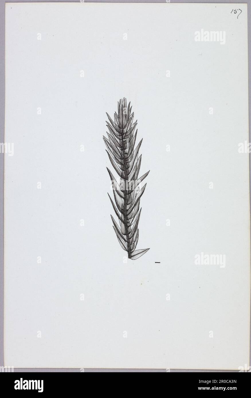 Bryum alpinum illustration, 1902. Other name: Alpine Thread-moss.. Changing Planet Exbition, Thinktank 2021 Stock Photo