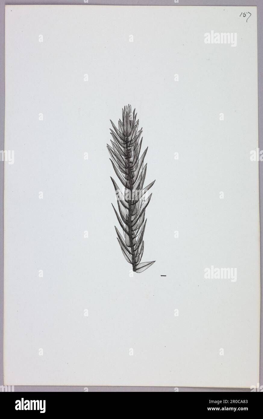 Bryum alpinum illustration, 1902. Other name: Alpine Thread-moss.. Changing Planet Exbition, Thinktank 2021 Stock Photo