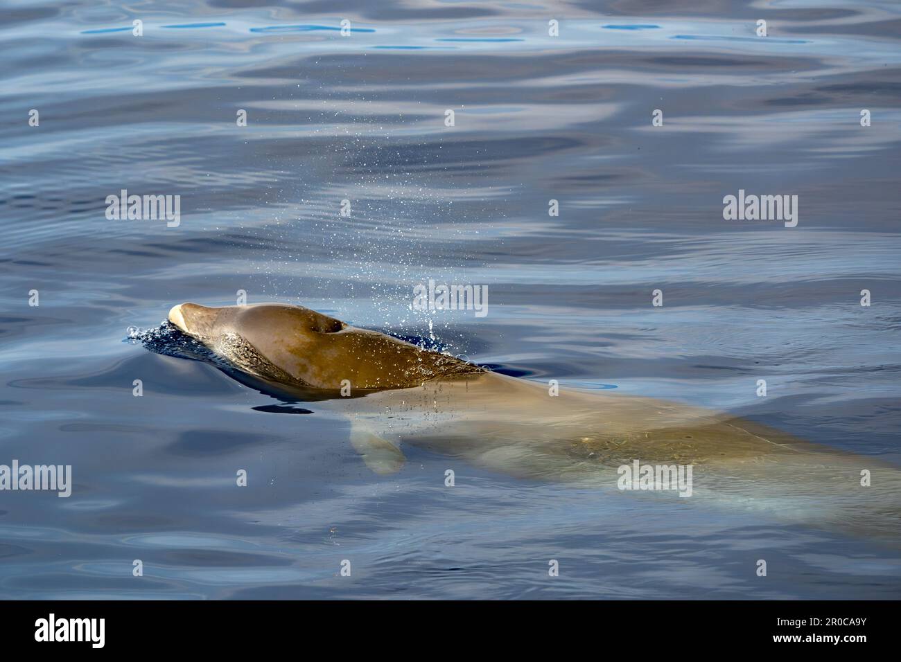 underwater Cuvier Beaked whale dolphin Ziphius cavirostris Stock Photo