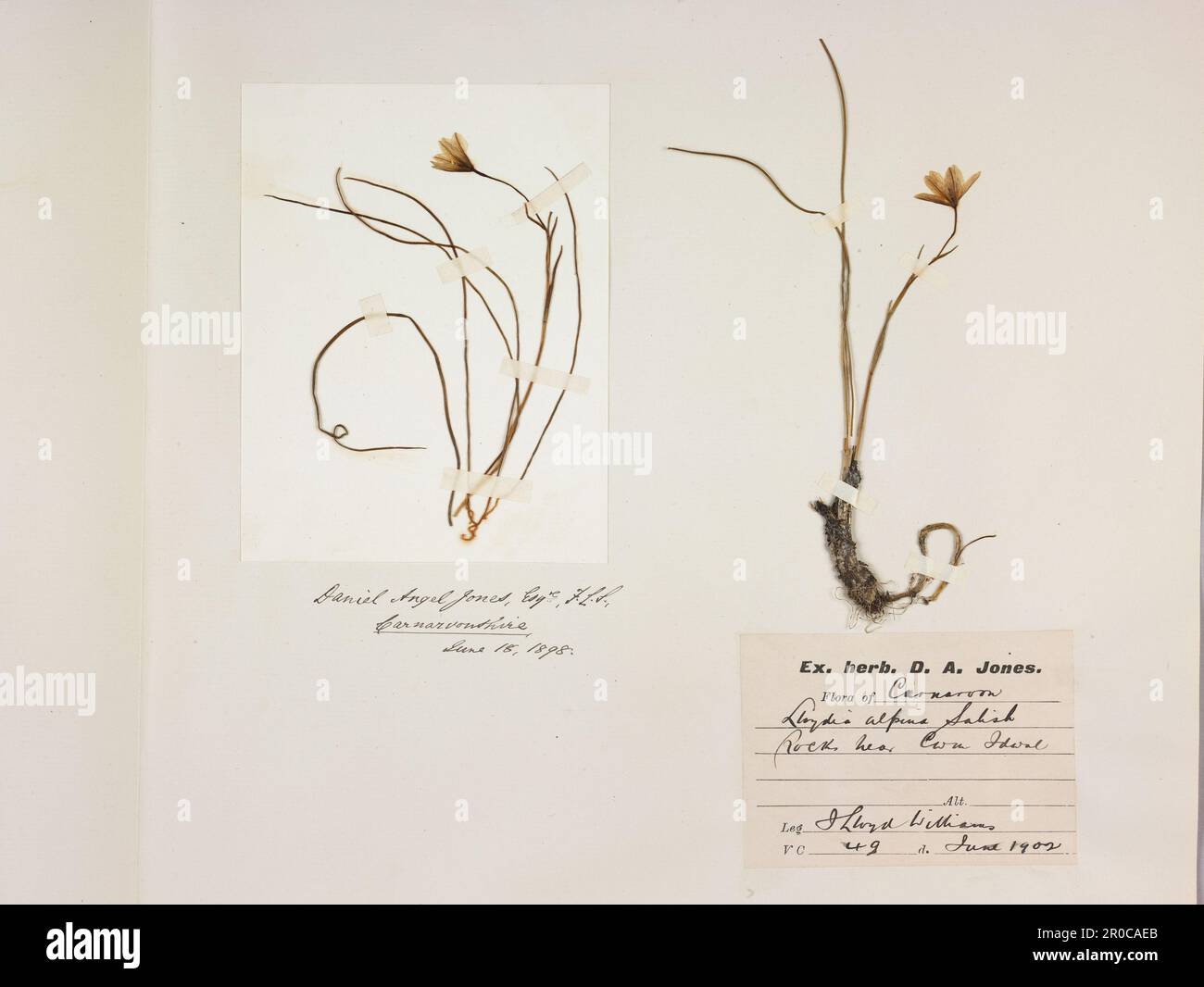 Snowdon Lily (Lloydia Serotina/ Gagea Serotina) herbarium sheet, 1898 & 1902. Other names: Brwynddail y Mynydd... This plant grows in extreme mountain conditions in Snowdonia National Park, Wales. It became a protected species in the UK in 1975 under the Conservation of Wild Creatures and Wild Plants Act... Changing Planet Exhibition, Thinktank 2021 Stock Photo