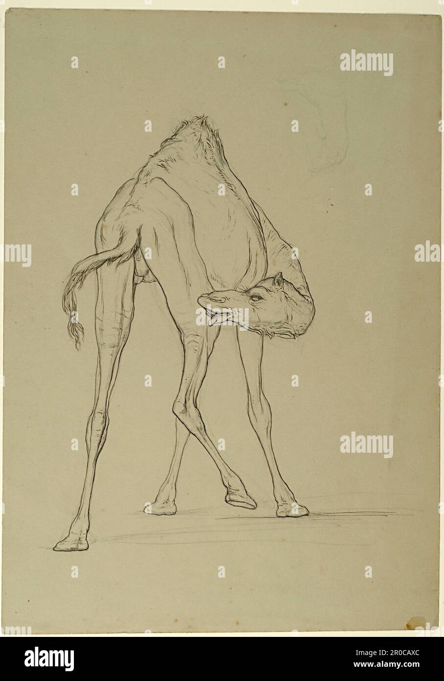 Camel Riding Anatomy Camel anatomy hi-res stock photography and images - Alamy