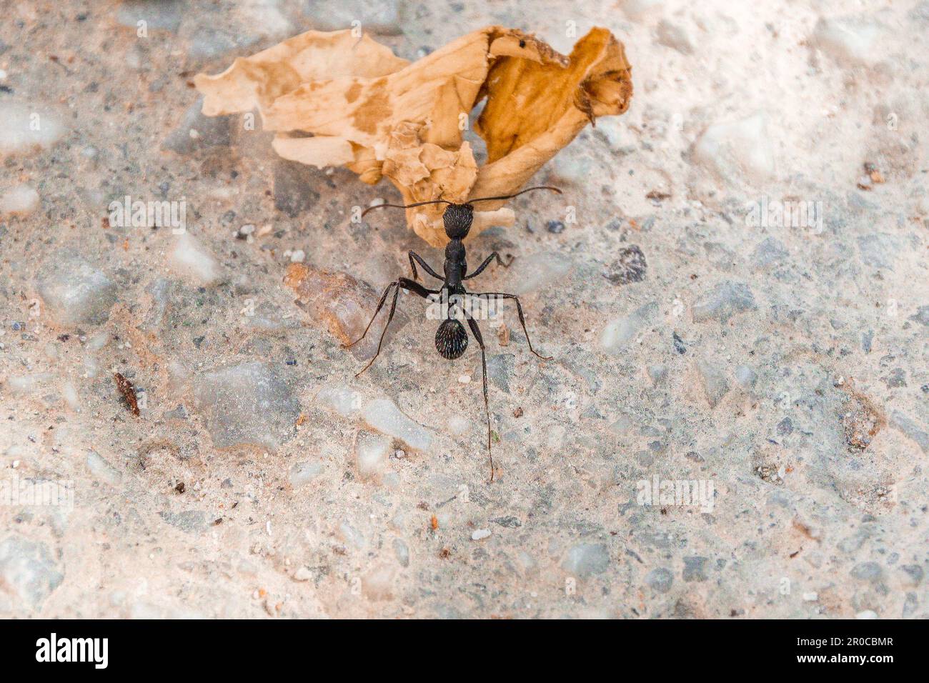 Aphaenogaster sardoa, Collared Ant Carrying a Leaf Stock Photo