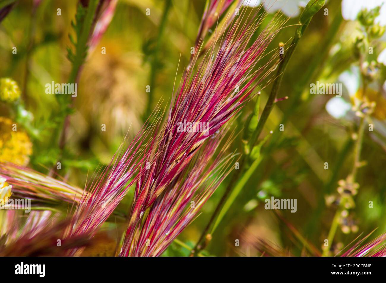 Bromus rubens, Foxtail Brome Grass Stock Photo