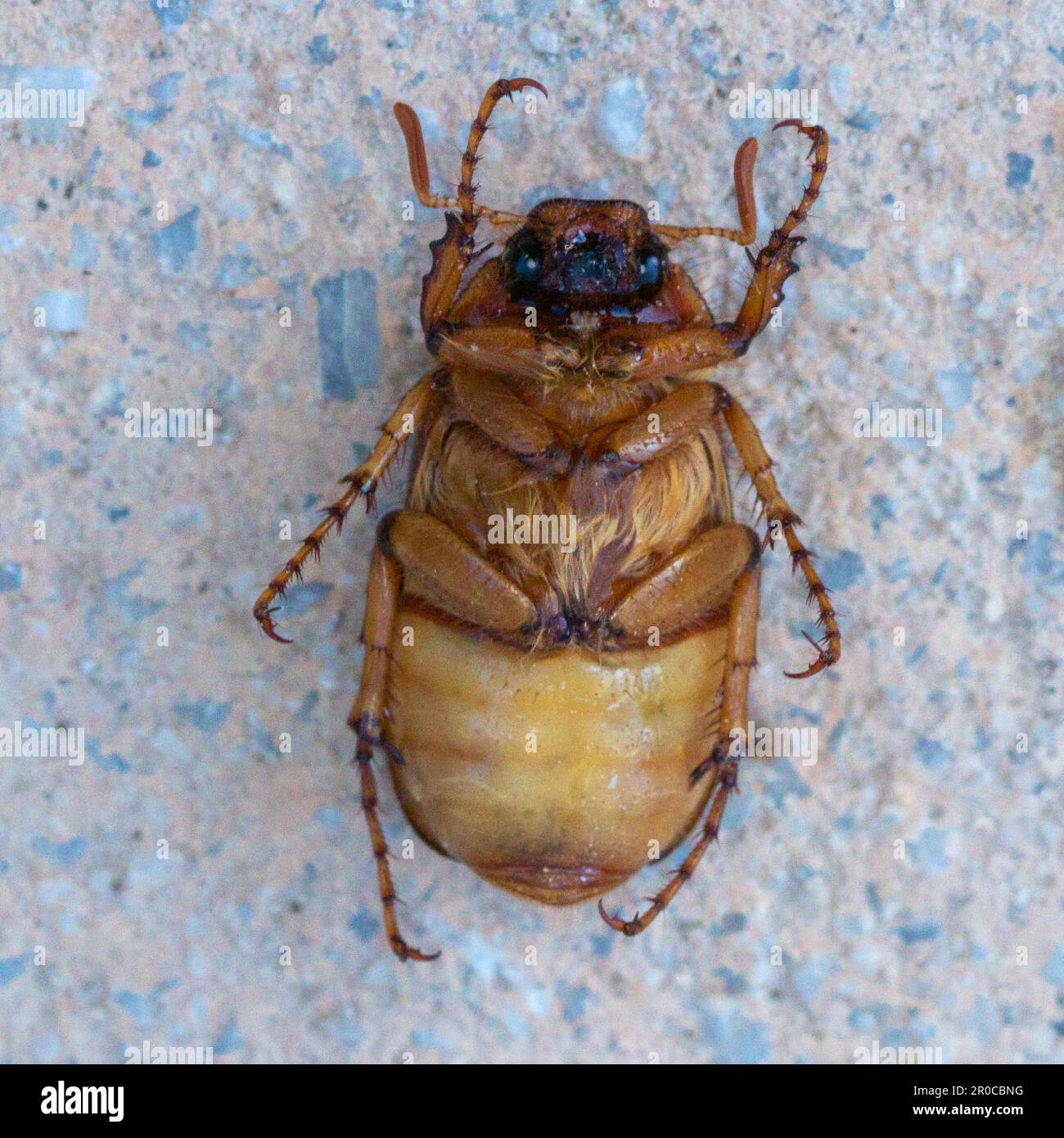 Amphimallon majale, European Chafer Beetle Stock Photo