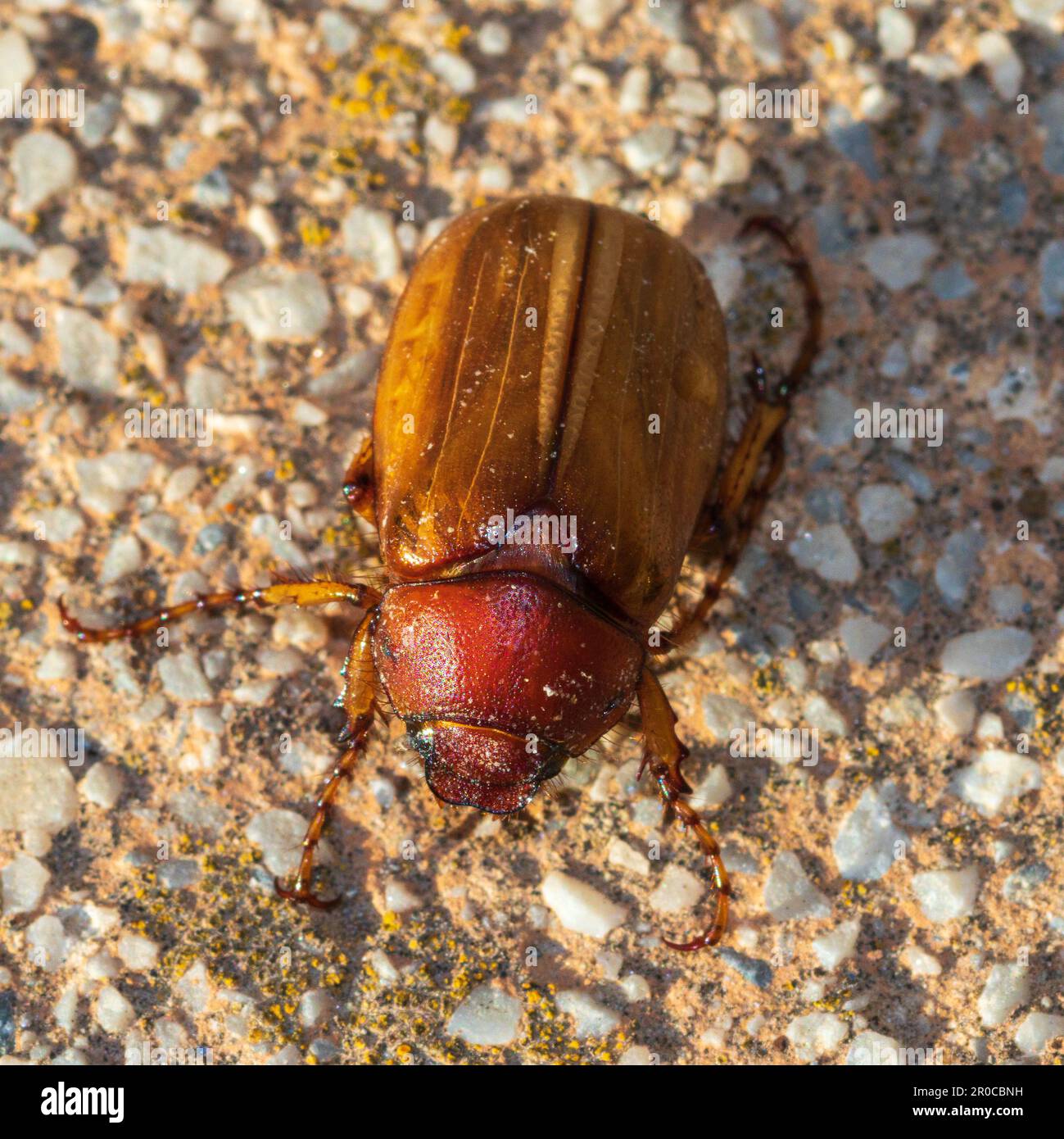 Amphimallon majale, European Chafer Beetle Stock Photo