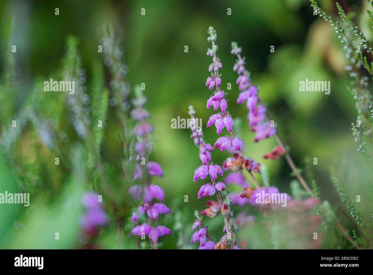 Dorset Heath; Erica ciliaris; Flowers; UK Stock Photo