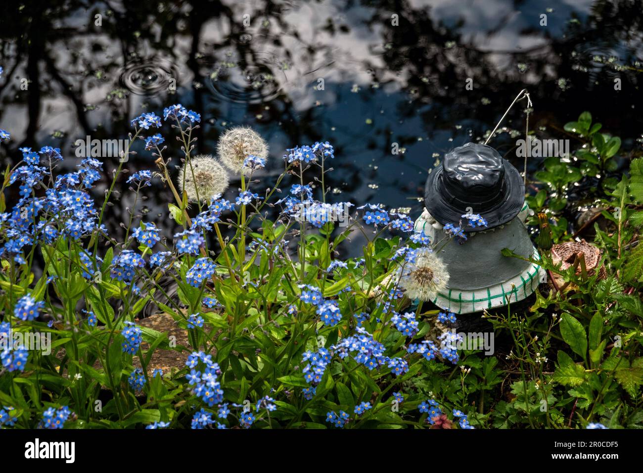 Garden gnome fishing beside a pond covered with forget-me-nots and  dandelion clocks Stock Photo