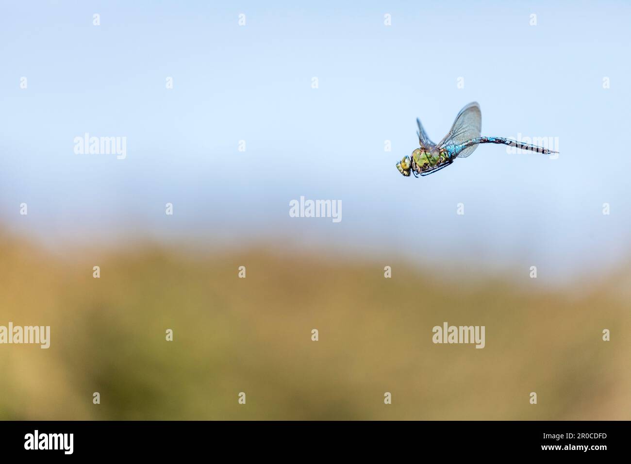 Emperor Dragonfly; Anax imperator; Male; in Flight; UK Stock Photo - Alamy
