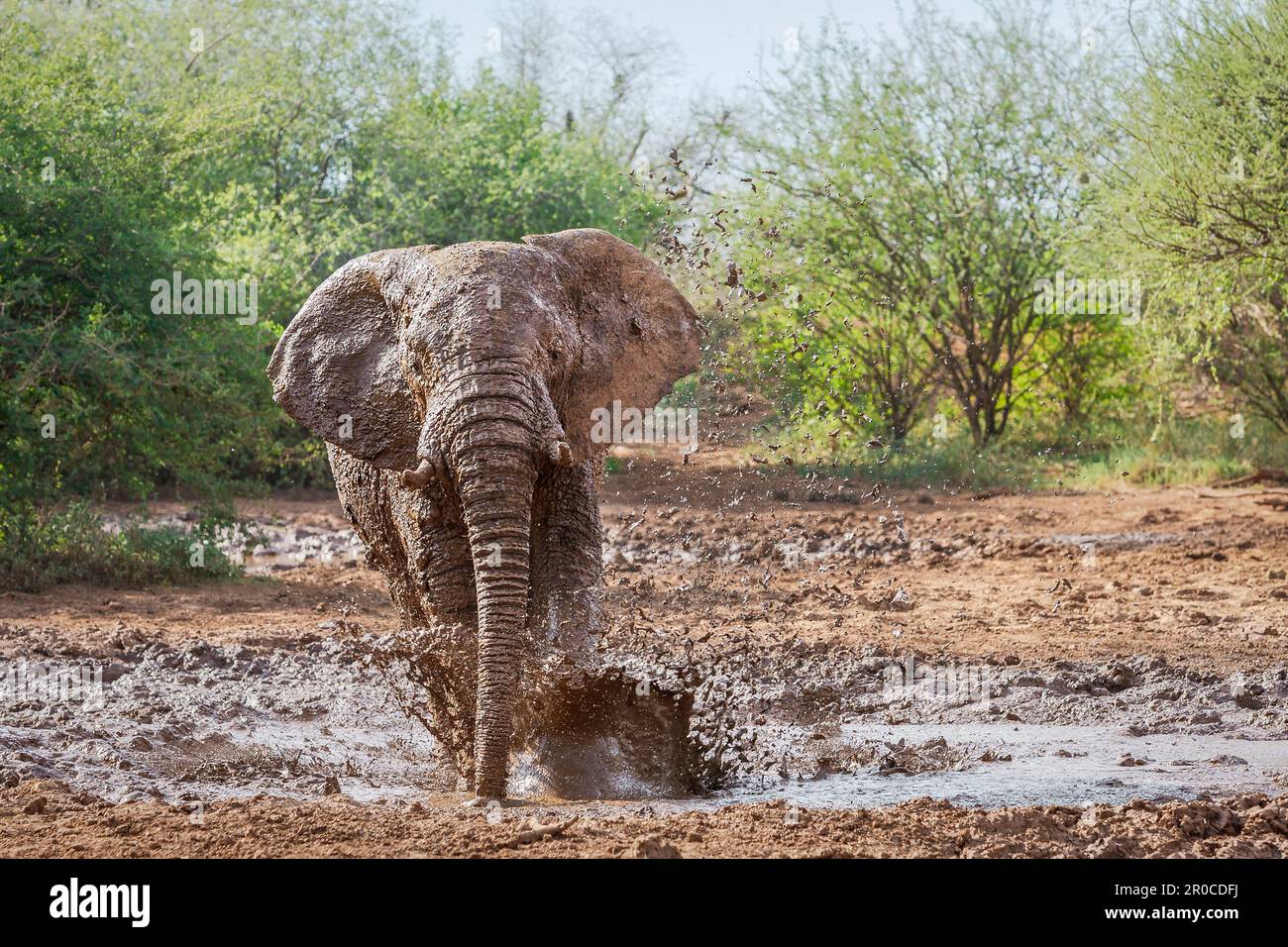 Elephant, (Loxodonta africana) bull splashing in mud with his legs. Animal kicks the mud, the dirt flies away. Madikwe Game Reserve, South Africa Stock Photo