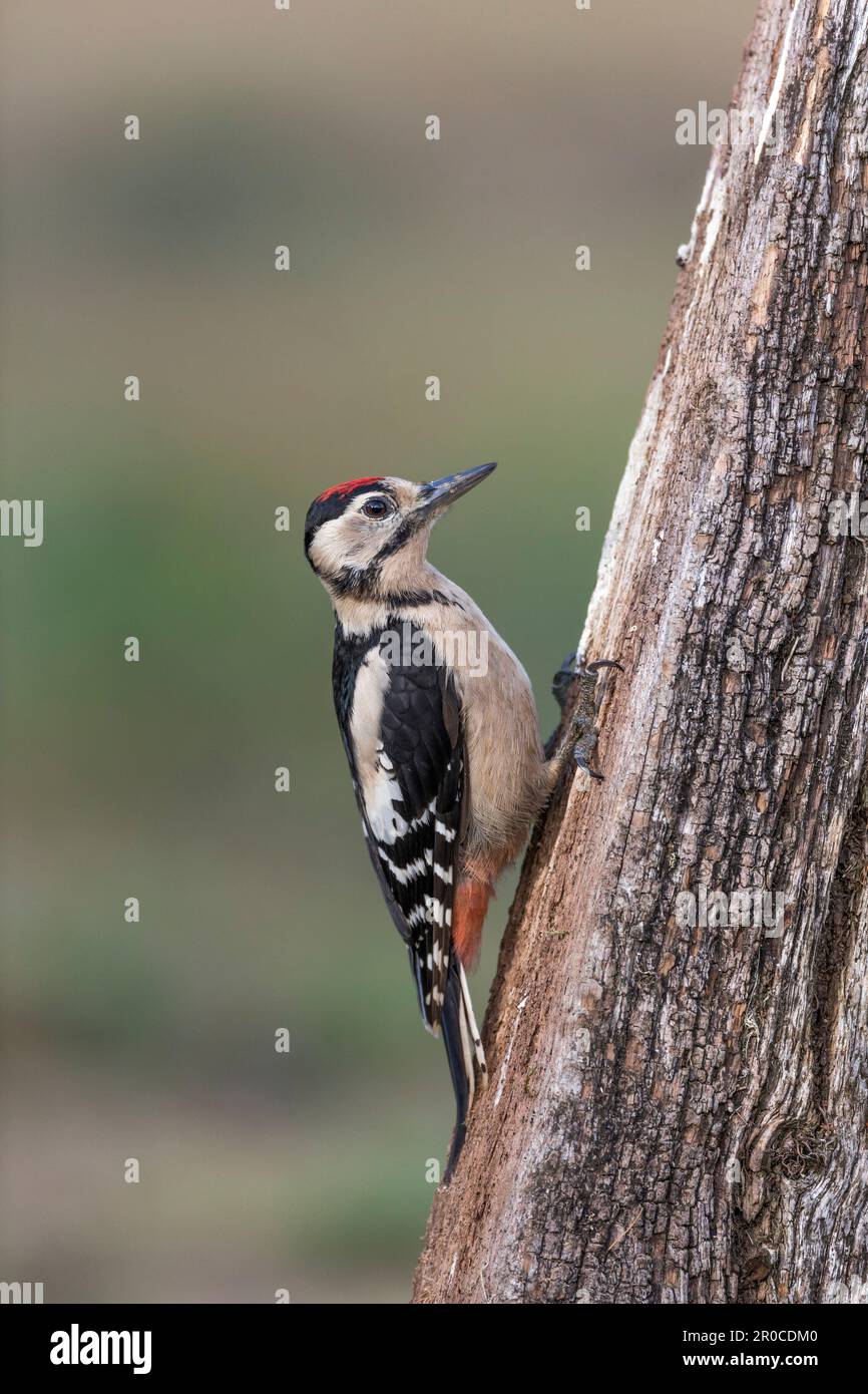 Great Spotted Woodpecker; Dendrocopos major; Juvenile; UK Stock Photo