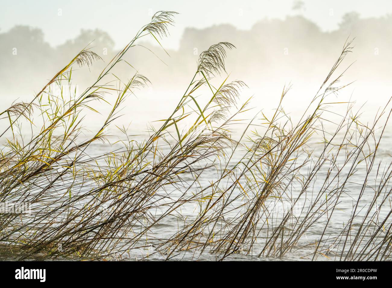 Mist rising above the water surface of the Zambezi River. Papyrus plants stand in the water. Zambezi River, Victoria Falls, Zimbabwe Stock Photo