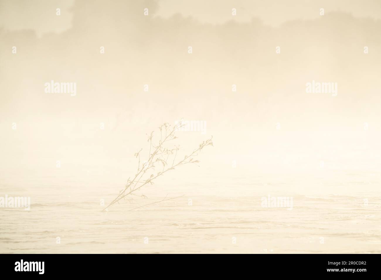 Mist rising above the water surface of the Zambezi River. Papyrus plants stand in the water. Zambezi River, Victoria Falls, Zimbabwe Stock Photo