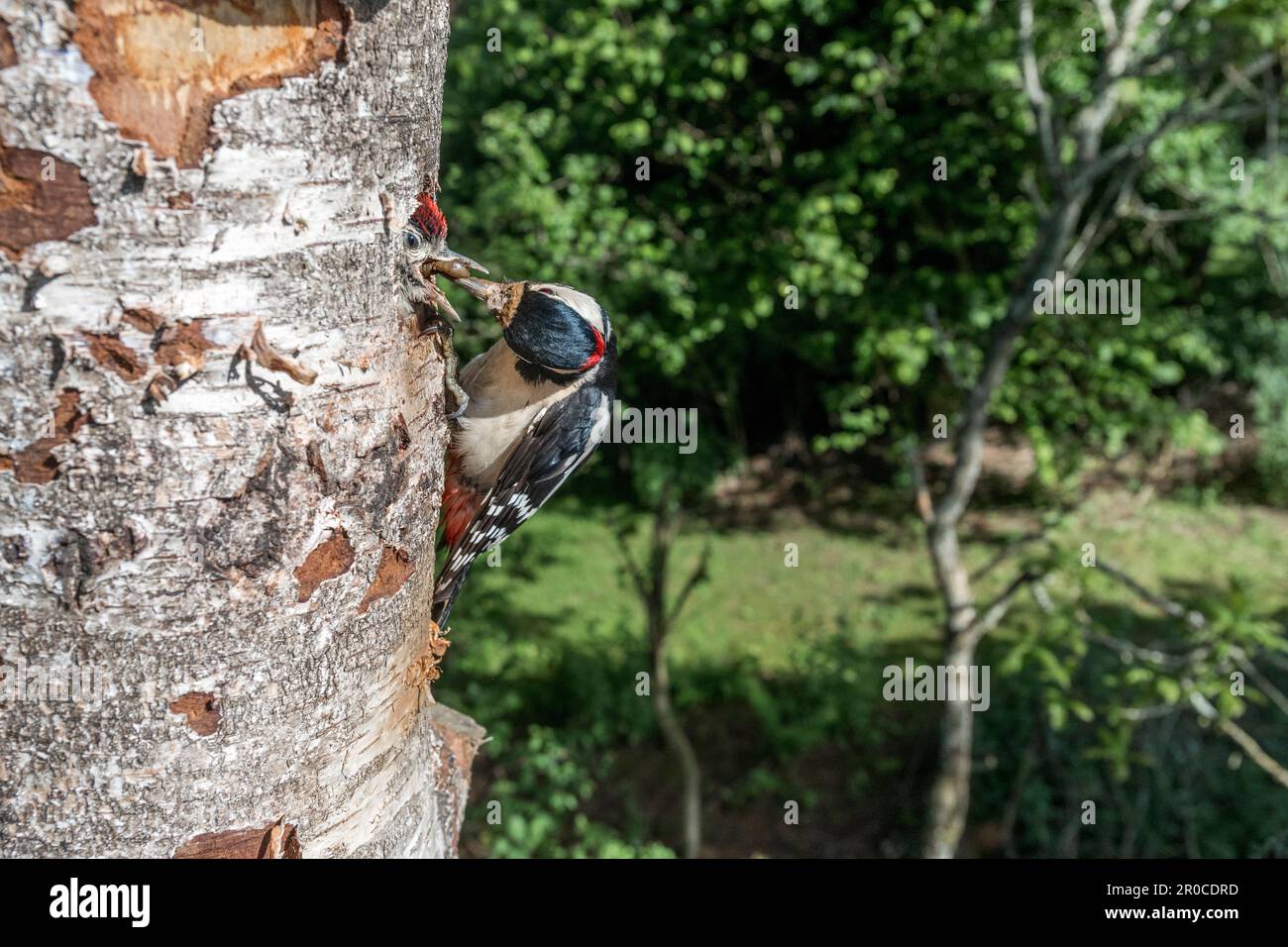 Greater Spotted Woodpecker; Dendrocopos major; Adult Feeding Young at Nest; UK Stock Photo