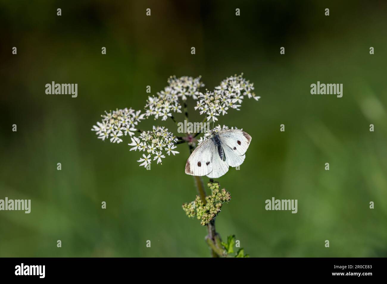 Large White Butterfly; Pieris brassicae; Female; UK Stock Photo