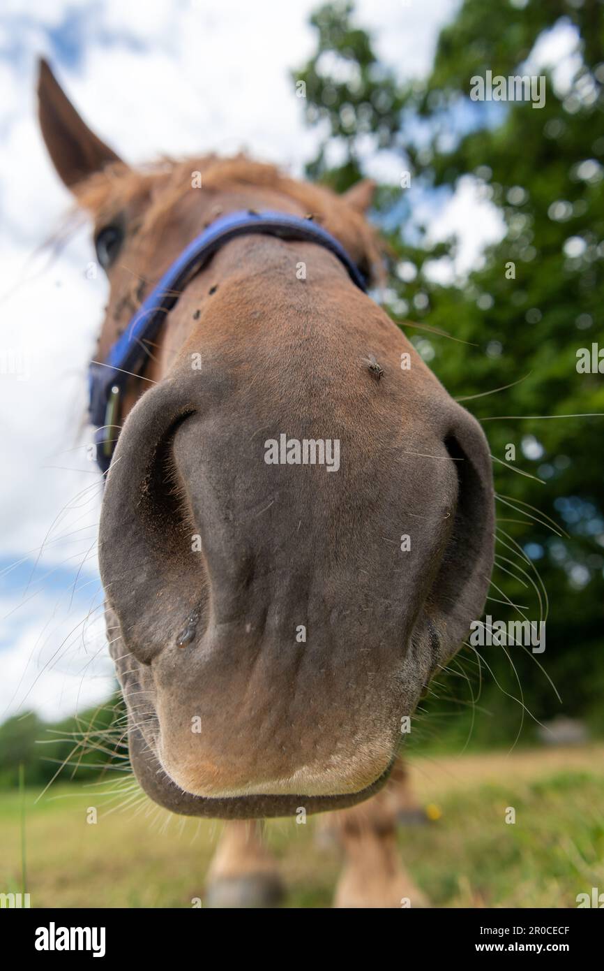 Suffolk punch horse hi-res stock photography and images - Alamy