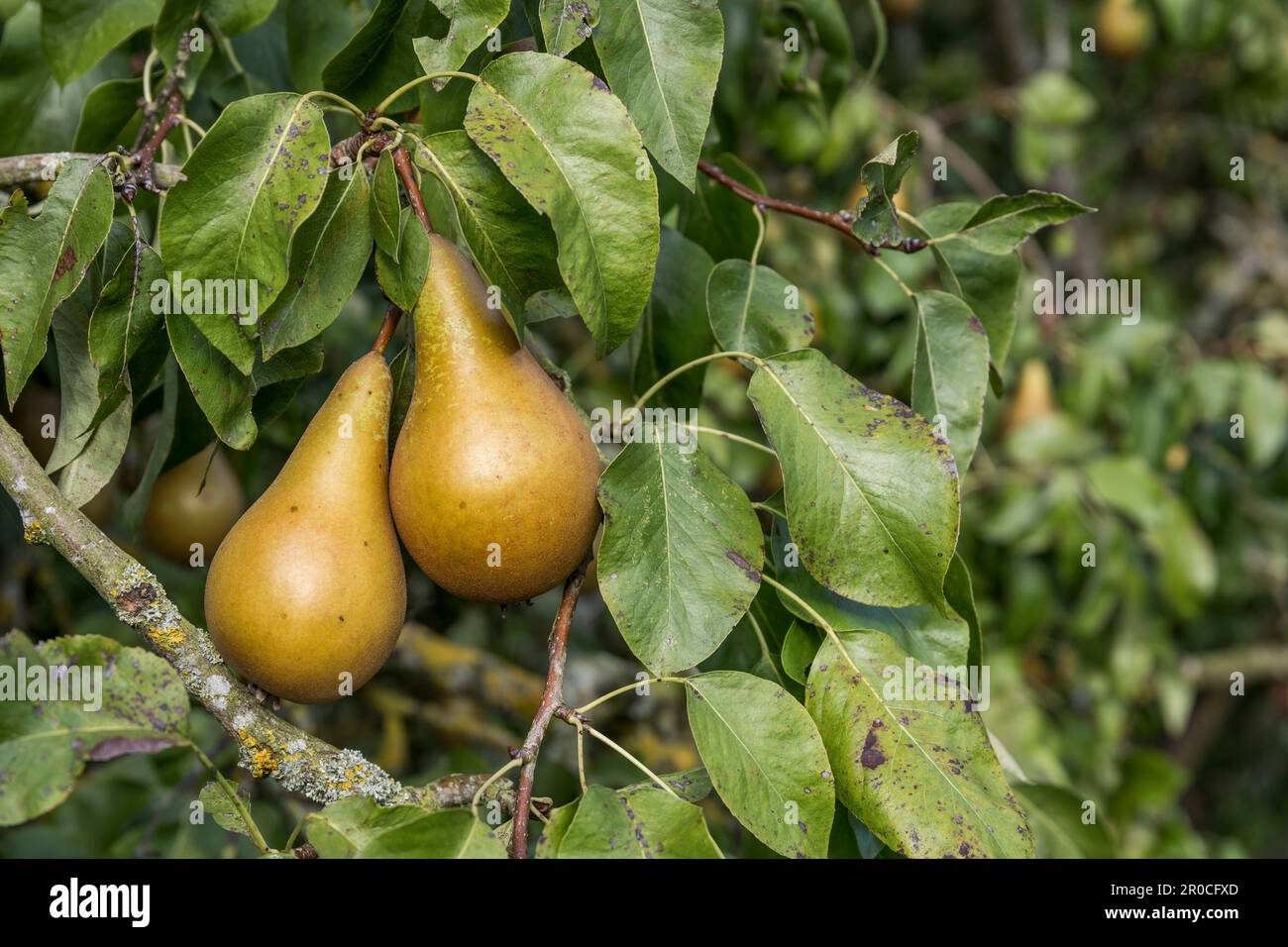 Pear Tree; Pyrus sp.; Fruiting; UK Stock Photo