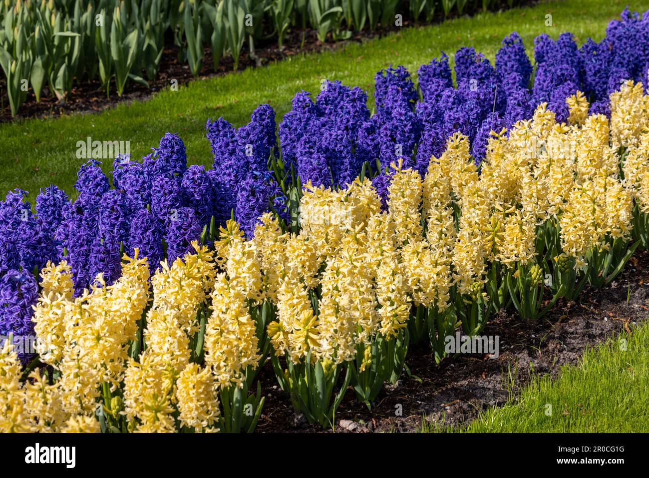 yellow and blue hyacinths blooming in a garden Stock Photo - Alamy