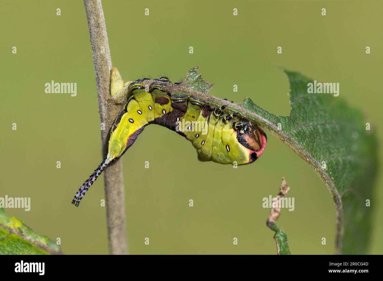 Puss Moth; Cerura vinula; Larva on Willow; UK Stock Photo - Alamy