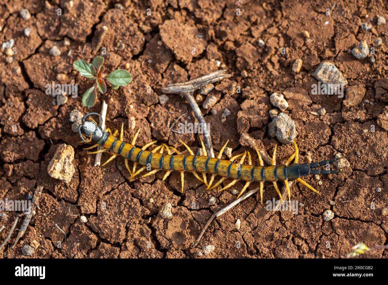 Centipede (Scolopendra) a venomous night predator. Photographed in Israel, Golan Heights, in April Centipedes are predatory arthropods belonging to th Stock Photo
