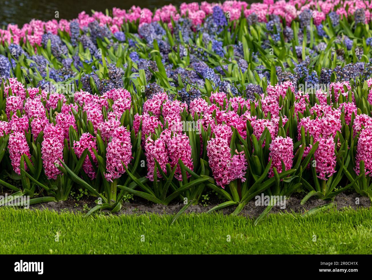 pink and blue hyacinths blooming in a garden Stock Photo - Alamy