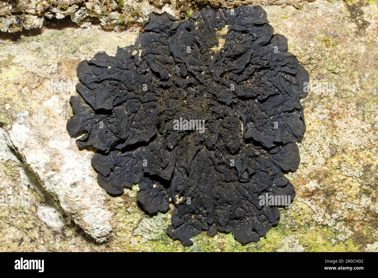 Collema flaccidum is a foliose lichen found on acidic and calcareous rocks by streams and waterfalls. It has a global distribution. Stock Photo
