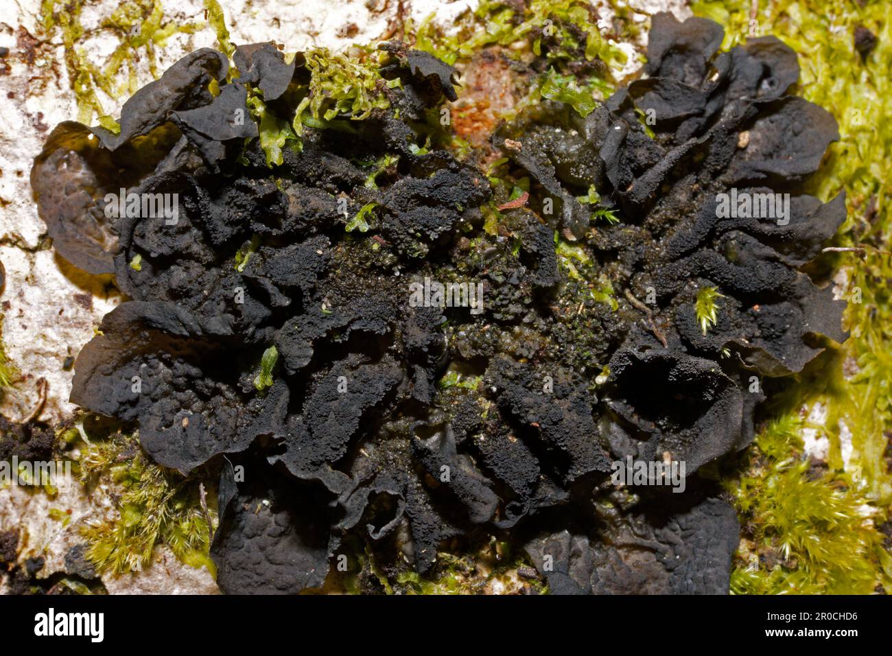 Collema flaccidum is a foliose lichen found on acidic and calcareous rocks by streams and waterfalls. It has a global distribution. Stock Photo