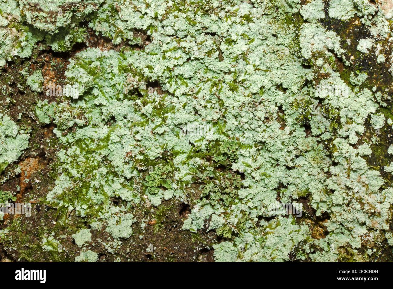 Lepraria incana is a dust lichen found on rock and bark in shady situations. It has a global distribution. Stock Photo