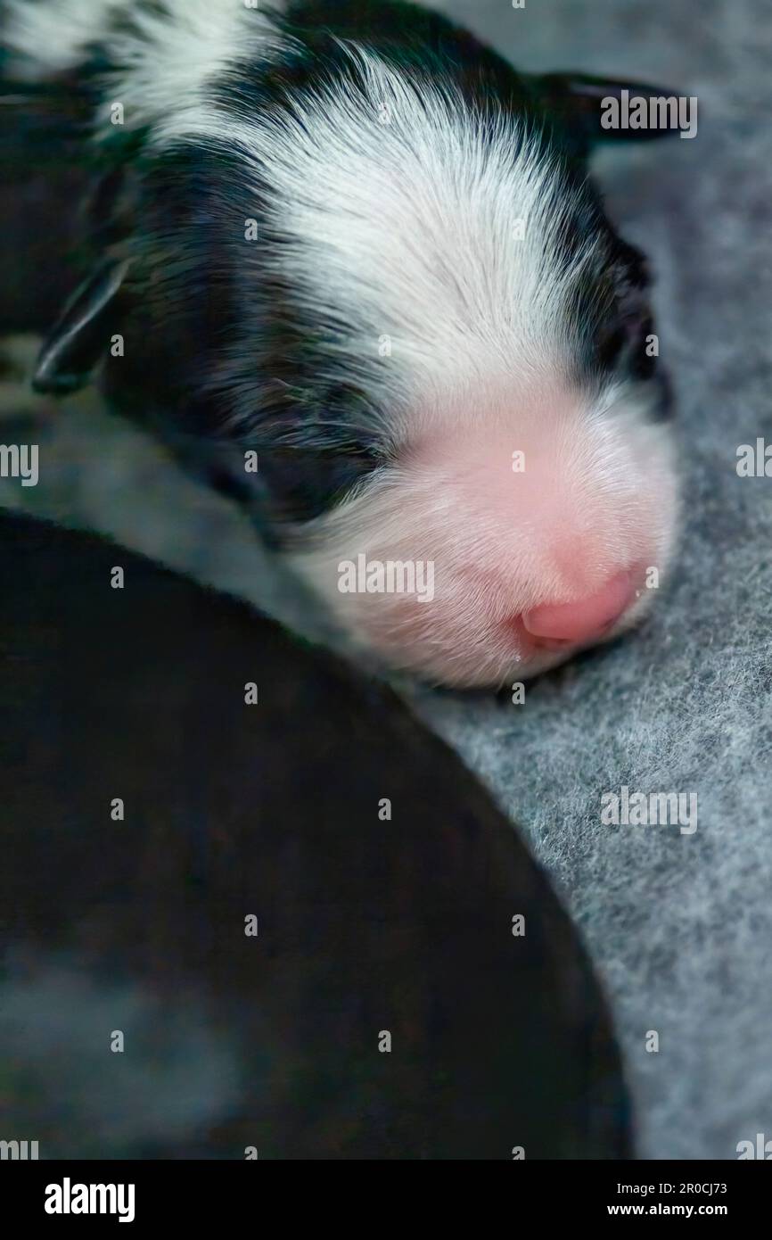 Week old Border Collie Puppies Stock Photo