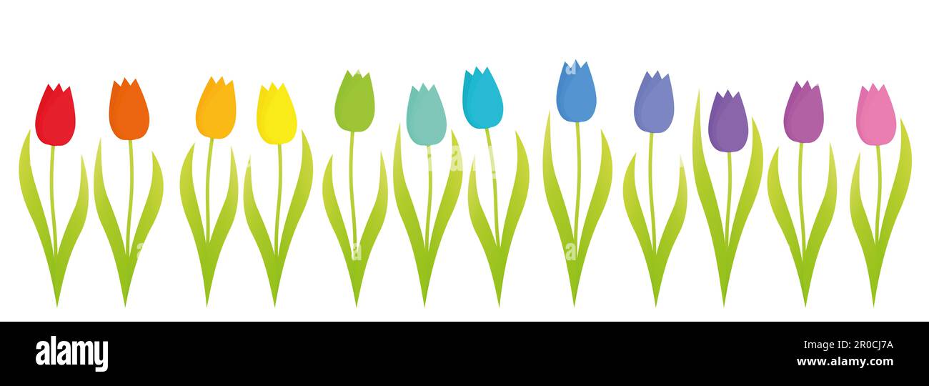 Colorful tulips, rainbow gradient set of twelve colorful flowers in a row, illustration on white background. Stock Photo