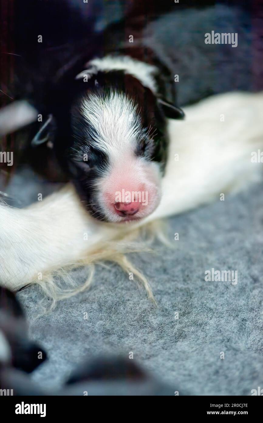 Week old Border Collie Puppies Stock Photo
