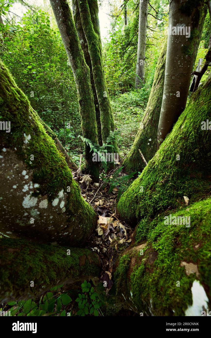 A lush green tree with a carpet of moss surrounding its base in a ...
