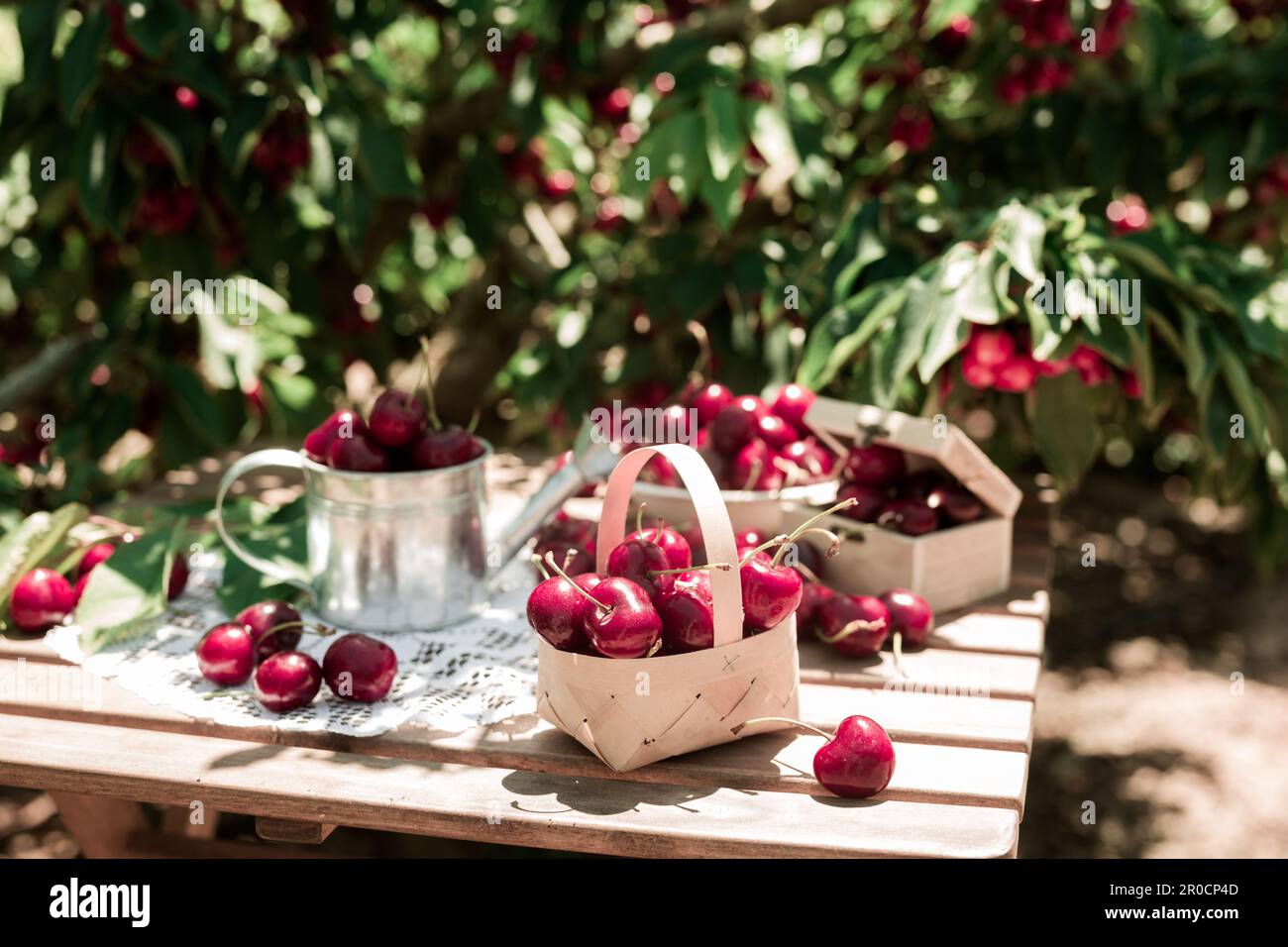 harvest of juicy cherry berries on table against background of cherry trees with cherry berries Stock Photo