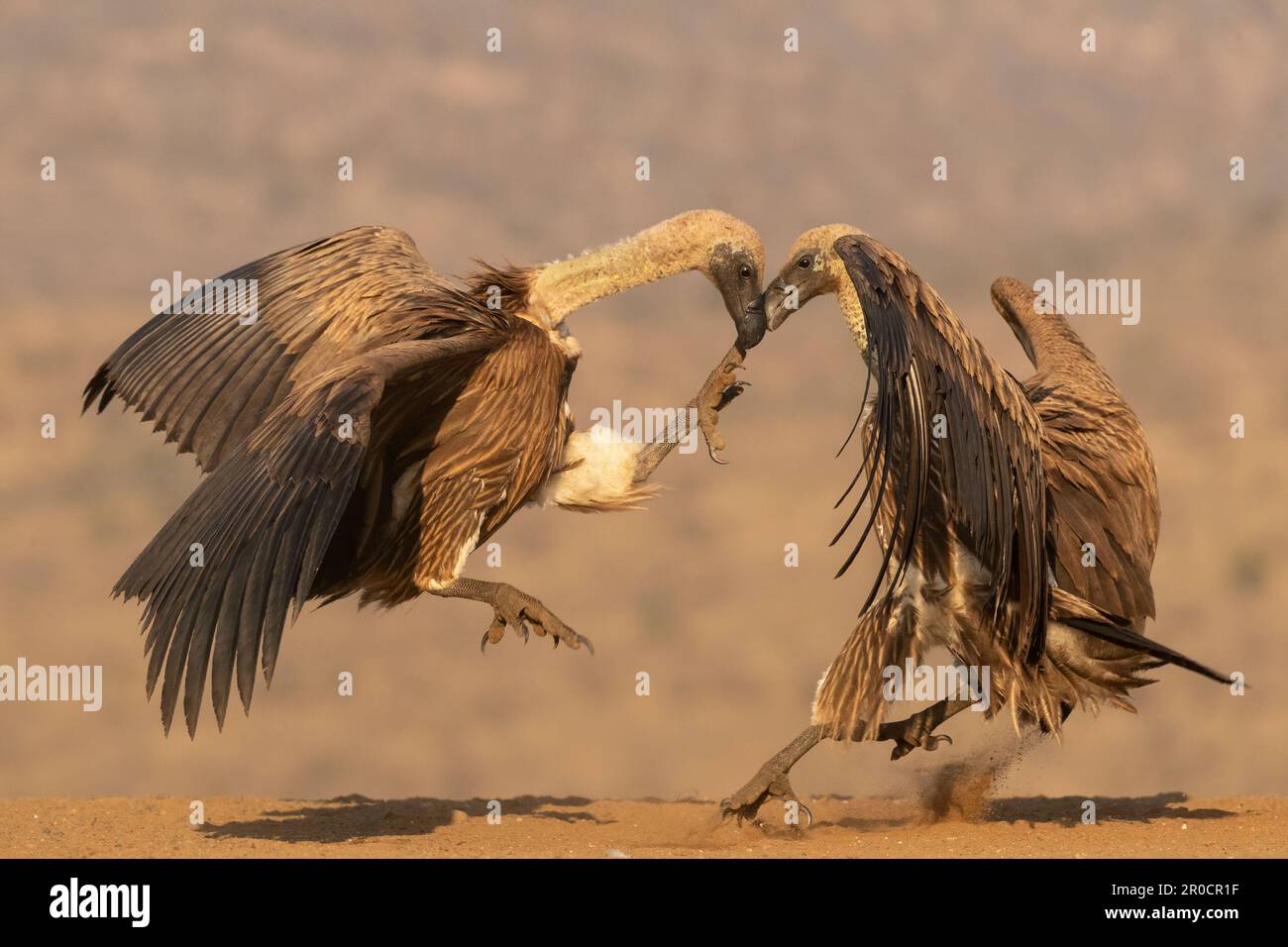 Whitebacked vultures (Gyps africanus) squabbling, Zimanga game reserve, KwaZulu-Natal, South Africa Stock Photo