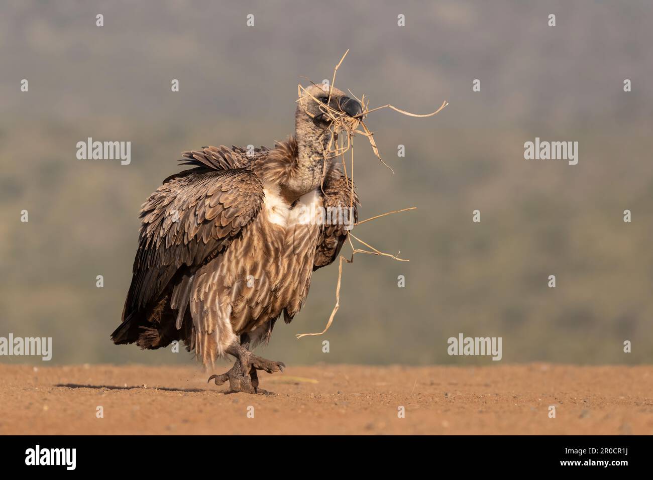 Whitebacked vulture (Gyps africanus) carrying grass, Zimanga game reserve, KwaZulu-Natal, South Africa Stock Photo