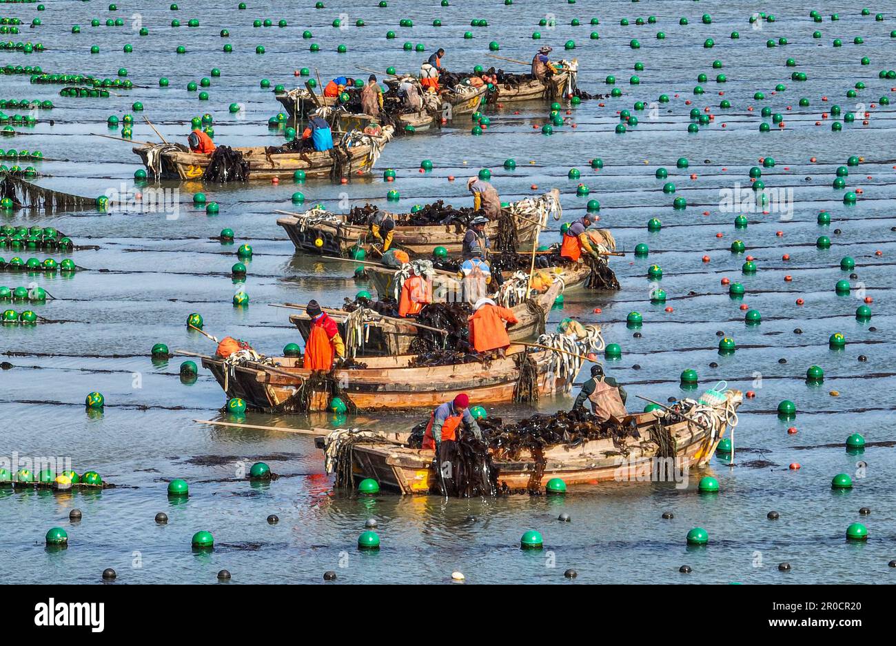 Weihai, China's Shandong Province. 8th May, 2023. This aerial photo shows fishermen harvesting kelp in Rongcheng, east China's Shandong Province, May 8, 2023. Credit: Li Xinjun/Xinhua/Alamy Live News Stock Photo