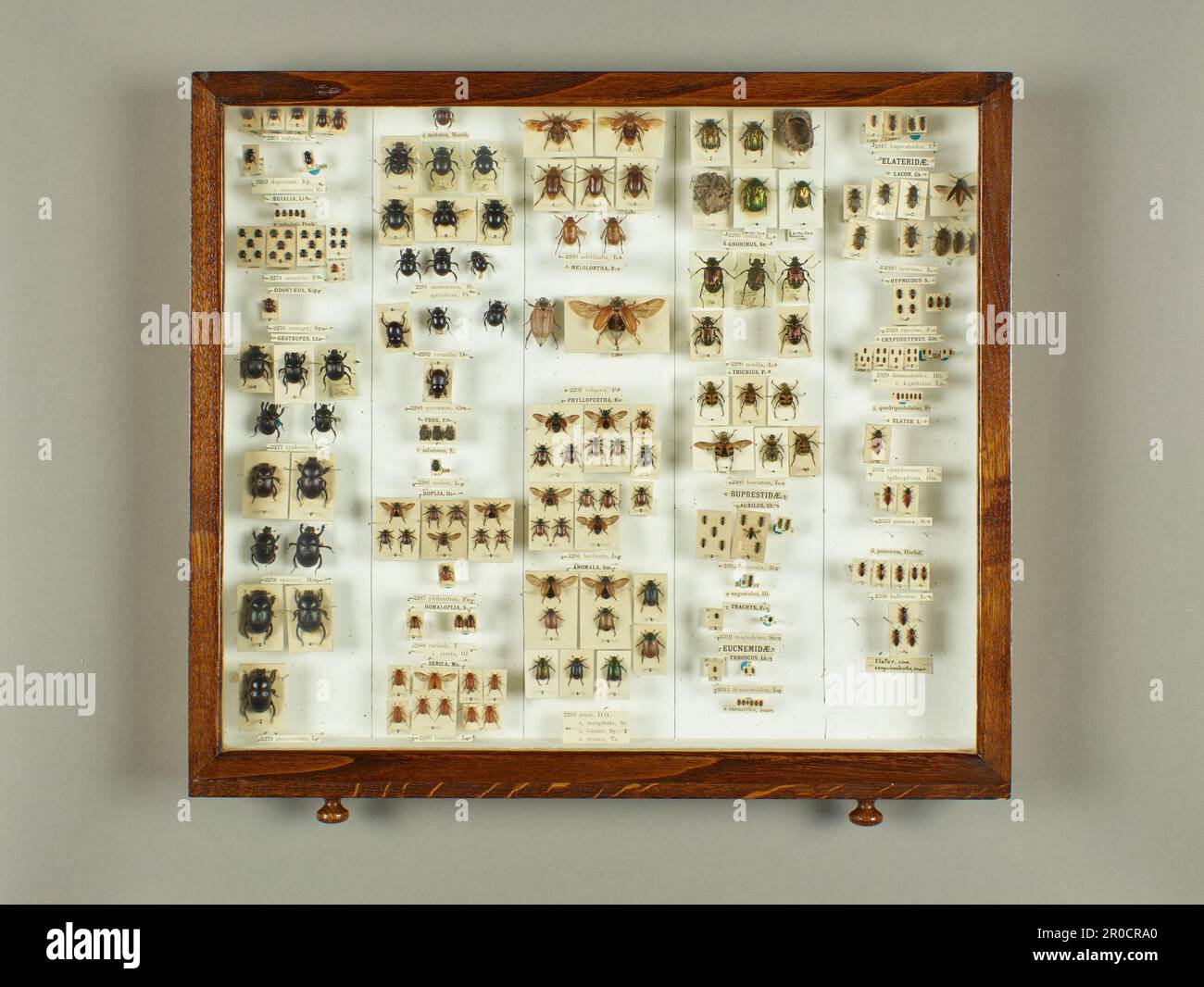 Natural History. Drawers containing specimens of insects Stock Photo
