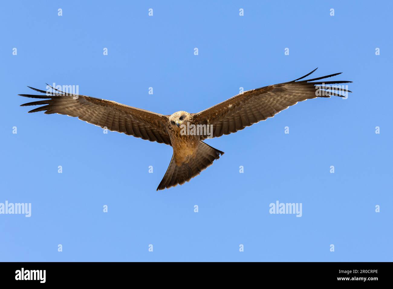 Black kite (Milvus migrans), Kgalagadi transfrontier park, Northern Cape, South Africa Stock Photo