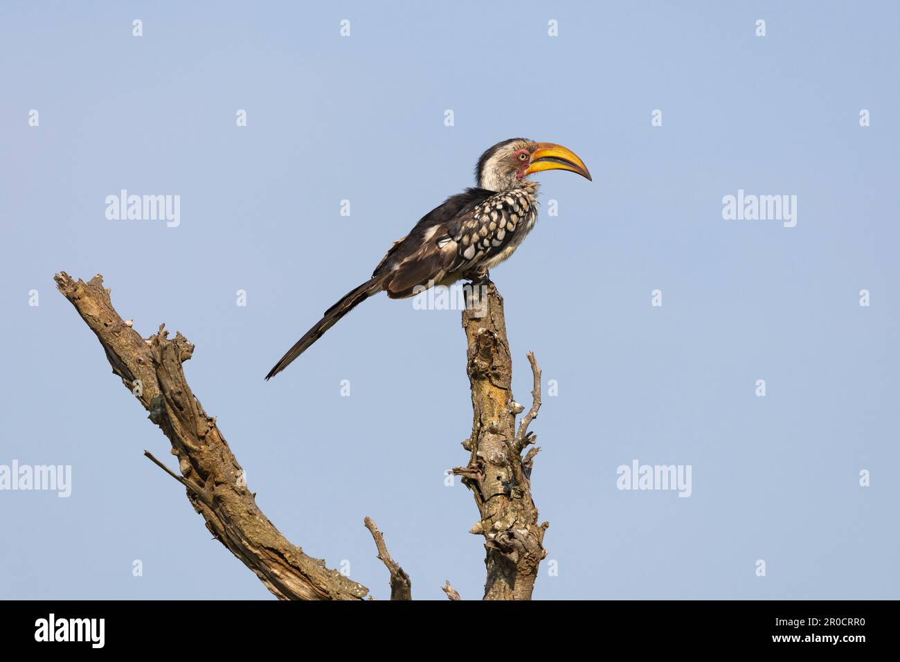 Southern yellow-billed hornbill (Tockus leucomelas), Kruger national park, South Africa Stock Photo