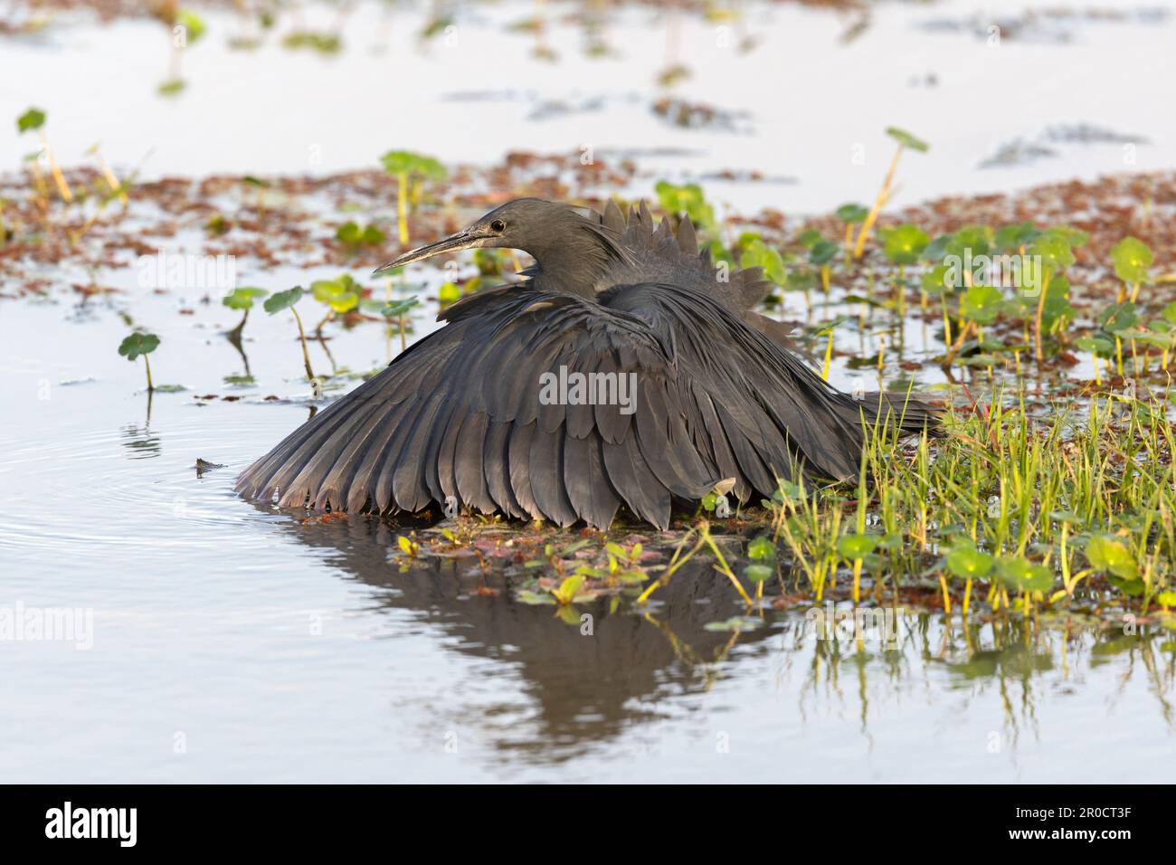 Papa capim hi-res stock photography and images - Alamy