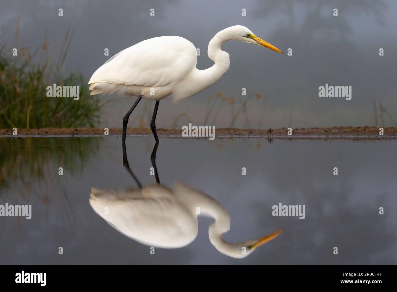 Great egret (Ardea alba), Zimanga game reserve, KwaZulu Natal, South Africa Stock Photo