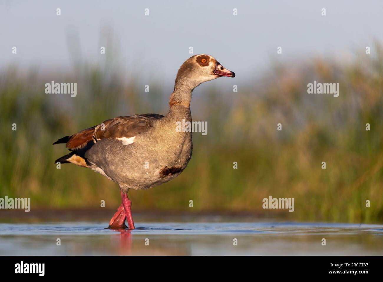 Egyptian goose (Alopochen aegyptiaca), Zimanga game reserve, KwaZulu-Natal, South Africa Stock Photo