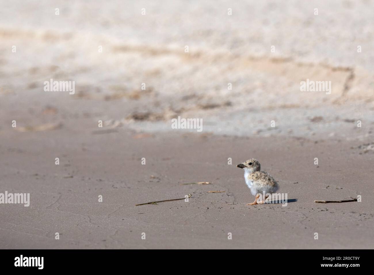 African skimmer (Rynchops flavirostris) chick, Chobe national park, Botswana Stock Photo