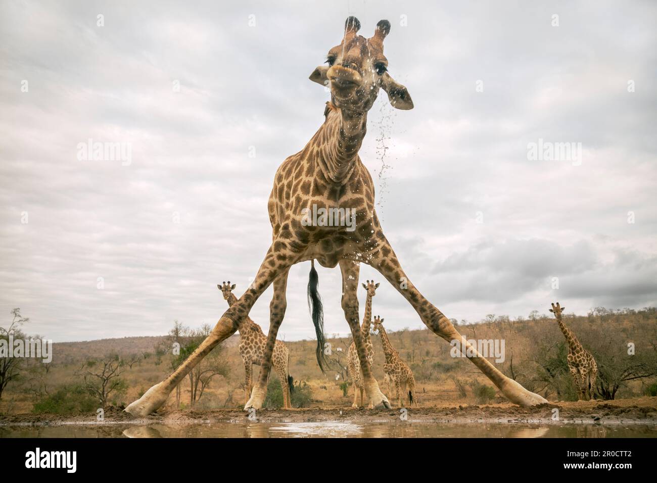 South african giraffe hi-res stock photography and images - Alamy