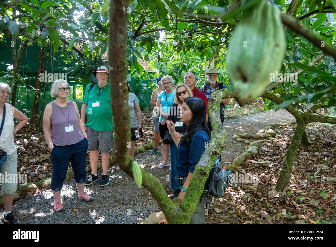 La Virgen, Costa Rica - Visitors to the Tirimbina research station learn about the cacao plant and how chocolate is made from cacao beans. A green cac Stock Photo