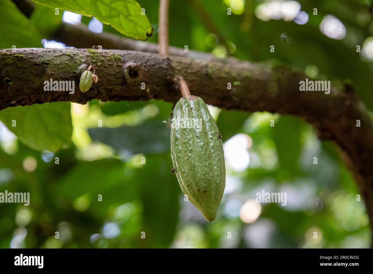 La Virgen, Costa Rica - A cacao pod grows on a tree at the Tirimbina research station. Visitors are given tours to learn about the cacao plant and how Stock Photo