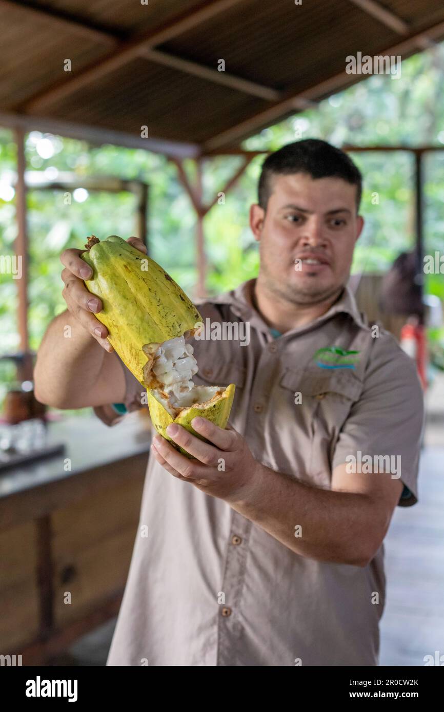 La Virgen, Costa Rica - Visitors to the Tirimbina research station learn about the cacao plant and how chocolate is made from cacao beans. A tour guid Stock Photo