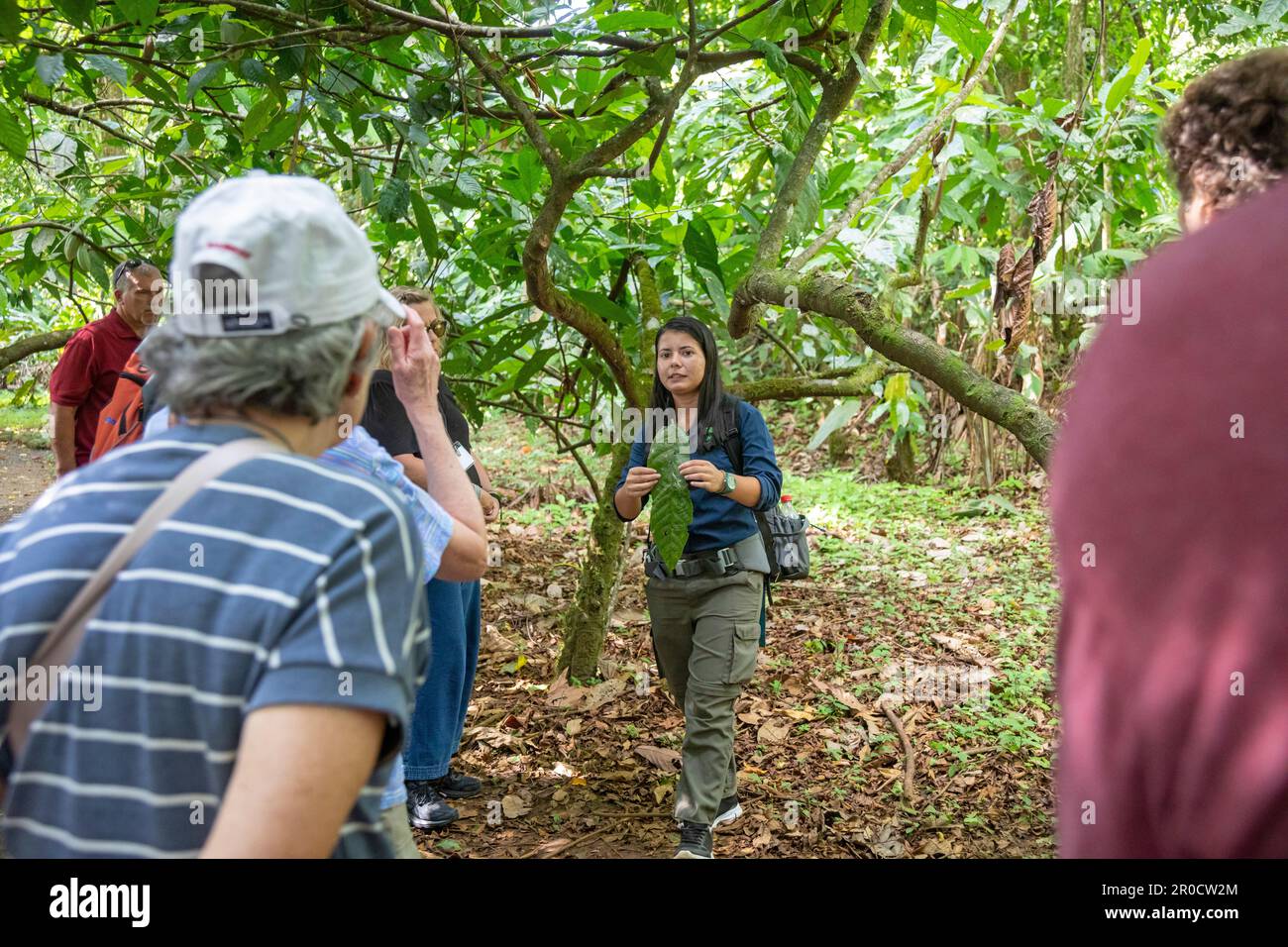 La Virgen, Costa Rica - Visitors to the Tirimbina research station learn about the cacao plant and how chocolate is made from cacao beans. Stock Photo