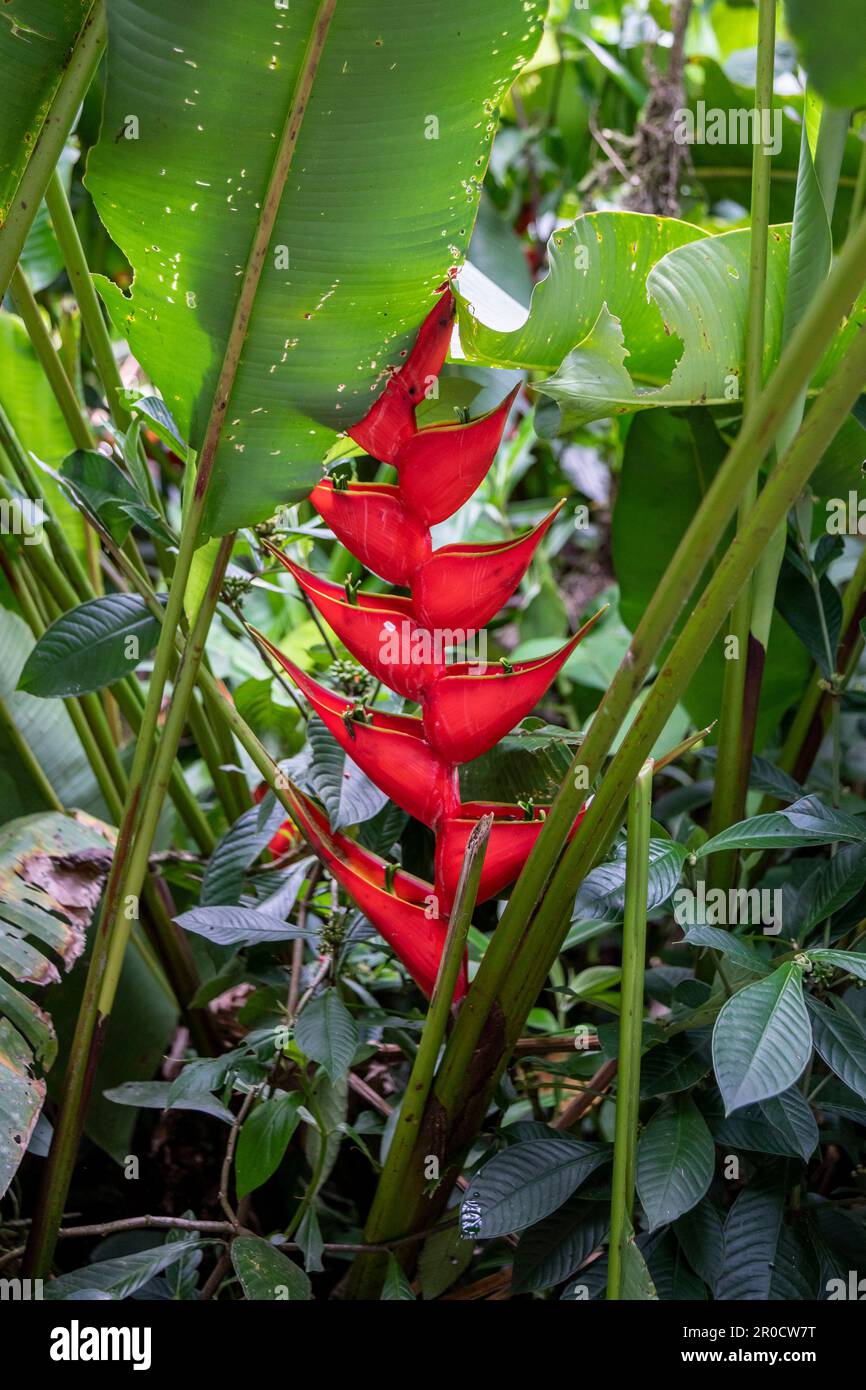 La Virgen, Costa Rica - Heliconia growing on the grounds of the Tirimbina research. Stock Photo
